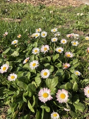 Bellis perennis