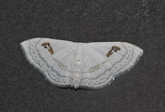 Problepsis digammata