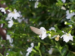 Zizula hylax pygmaea