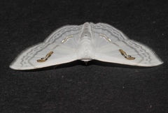 Problepsis digammata