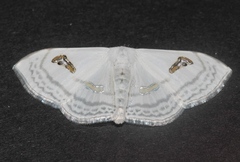 Problepsis digammata