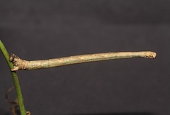 Problepsis digammata