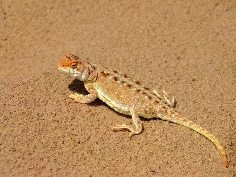 Ching Hai Toadhead Agama