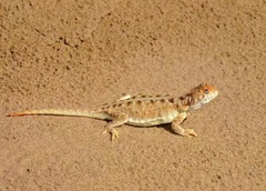 Phrynocephalus vlangalii