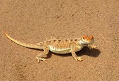 Phrynocephalus vlangalii