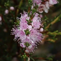 Hypocalymma