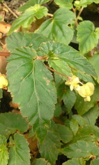 Begoniaceae
