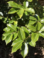 Ilex pedunculosa