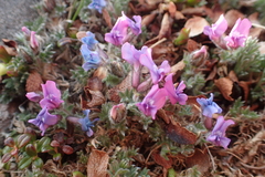 Oxytropis pumilio