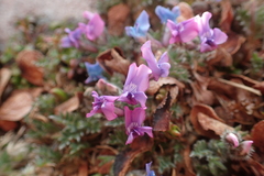 Oxytropis pumilio