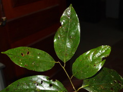 Cryptocarya densiflora