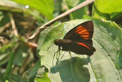 Koruthaialos rubecula