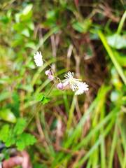 Thalictrum javanicum