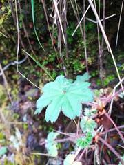 Alchemilla villosa