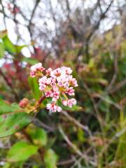 Vaccinium varingiifolium