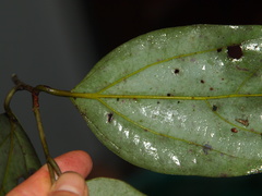 Cryptocarya densiflora