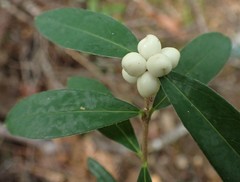 Pimelea drupacea