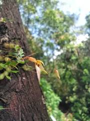 Bulbophyllum schefferi