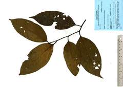 Cryptocarya densiflora