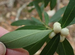 Pimelea drupacea
