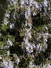 Salvia rosmarinus