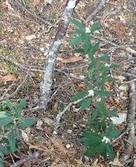 Pimelea drupacea