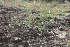 Centaurea borysthenica