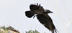 Corvus cornix