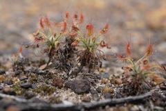 Drosera scorpioides