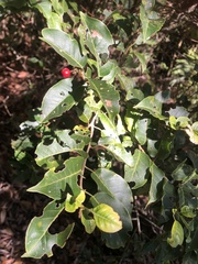 Ilex pedunculosa