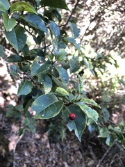 Ilex pedunculosa