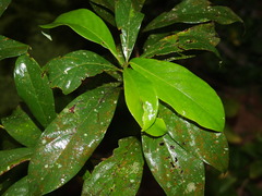 Machilus