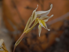 Gladiolus permeabilis