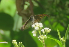 Theagenes dichrous