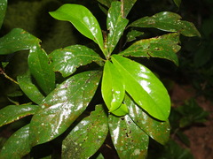 Machilus