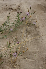 Centaurea borysthenica