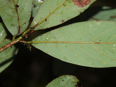 Machilus