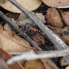 Myrmecia chasei