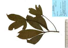 Machilus