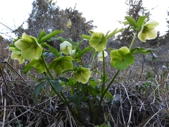 Helleborus bocconei