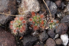 Drosera platystigma