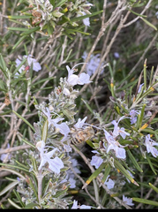 Apis mellifera
