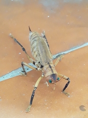 Nastonotus foreli