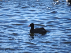 Fulica atra
