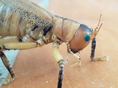 Nastonotus foreli