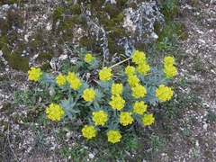 Euphorbia rigida