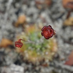 Drosera platystigma
