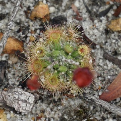Drosera platystigma