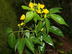 Cassiinae