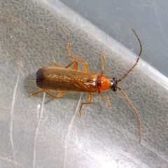 Rhagonycha lutea